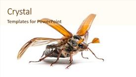  Presentation with common cold cough - Presentation theme enhanced with summer chafer or european june background and a cream colored foreground