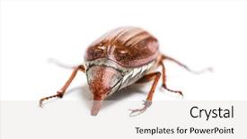  Presentation with quail bird common - Cool new presentation design with summer chafer or european june backdrop and a light gray colored foreground