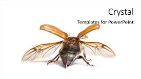  Presentation with common cold cough - Presentation theme consisting of summer chafer or european june background and a white colored foreground