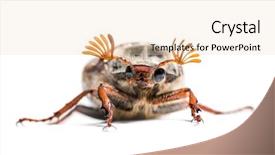  Presentation with white - Cool new PPT theme with summer chafer or european june backdrop and a lemonade colored foreground