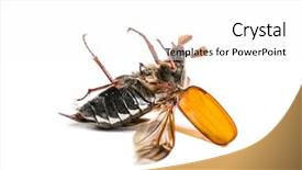  Presentation with common cold cough - Presentation theme consisting of summer chafer or european june background and a white colored foreground