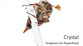  Presentation with background - Colorful theme enhanced with summer chafer or european june backdrop and a white colored foreground