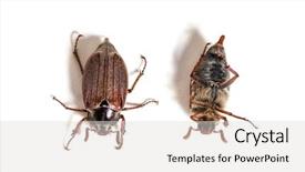  Presentation with common cold cough contagious virus - PPT theme having summer chafer or european june background and a light gray colored foreground