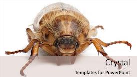  Presentation with june - Presentation theme having summer chafer or european june background and a mint green colored foreground