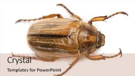  Presentation with june birthday - Amazing slides having summer chafer or european june backdrop and a coral colored foreground