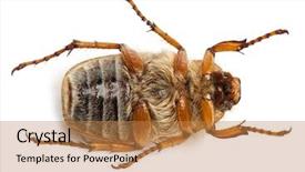  Presentation with june birthday - Audience pleasing slide deck consisting of summer chafer or european june backdrop and a  colored foreground