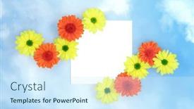  Presentation with colourful flower - Presentation design enhanced with summer-chrysanthemum-flower-abstract-frame background and a cool aqua colored foreground