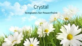  Presentation with white torn paper on gray - Amazing PPT theme having summer daisies in tall grass backdrop and a cool aqua colored foreground