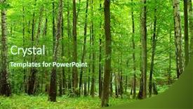  Presentation with forest - Slide set having summer day in green forest background and a tawny brown colored foreground