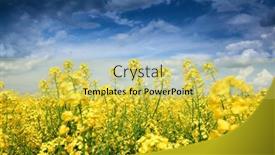  Presentation with rapeseed - 