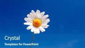  Presentation with ukraine - PPT theme enhanced with summer field with white daisies on blue sky ukraine europe beauty world background and a ocean colored foreground