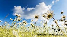  Presentation with ukraine - Amazing slide set having summer field with white daisies on blue sky ukraine europe beauty world backdrop and a yellow colored foreground