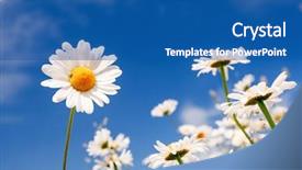  Presentation with summer wheat field blue - Beautiful slides featuring summer field with white daisies backdrop and a  colored foreground