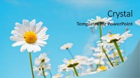  Presentation with summer wheat field blue - Theme featuring summer field with white daisies background and a light blue colored foreground