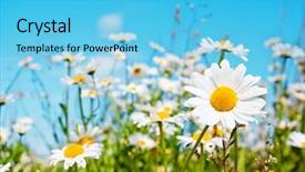  Presentation with sky blue - Slides enhanced with summer field with white daisies background and a light blue colored foreground