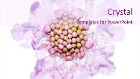  Presentation with element - PPT theme with summer flora against white background useful design element background and a sky blue colored foreground