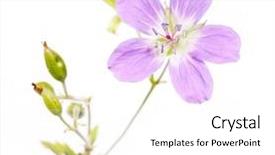  Presentation with element - Beautiful presentation featuring summer flora against white background useful design element backdrop and a white colored foreground