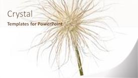  Presentation with elements - Slide deck consisting of summer flora lovely design elements background and a cream colored foreground