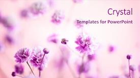  Presentation with floral spring frames - Colorful slide deck enhanced with summer floral background blooming lilac backdrop and a pink colored foreground