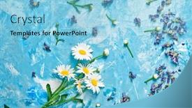  Presentation with vintage floral - Presentation design having summer-floral-card-with-chamomile background and a light blue colored foreground