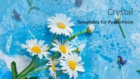  Presentation with vintage floral - Presentation theme enhanced with summer-floral-card-with-chamomile background and a light blue colored foreground