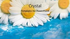  Presentation with vintage floral - Amazing presentation having summer floral card with chamomile flower over blue vintage painted wooden background backdrop and a yellow colored foreground