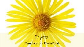  Presentation with flower - PPT theme featuring summer-flower-leopard-s-bane and a yellow colored foreground