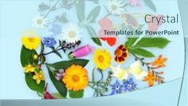  Presentation with herbs blue - Presentation theme having summer-flowers-and-herbs-used background and a cool aqua colored foreground