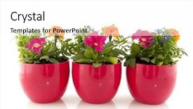  Presentation with colorful flower - Theme with summer flowers for the colorful background and a white colored foreground