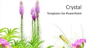  Presentation with caterpillar - Presentation design with summer flowers green leaves and caterpillar isolated over white background and a white colored foreground