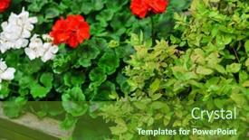  Presentation with summer flowers - Theme enhanced with summer-flowers-in-the-garden background and a tawny brown colored foreground