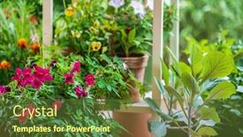  Presentation with summer flowers - PPT theme featuring summer-flowers-in-the-pot background and a  colored foreground