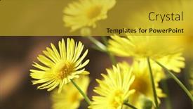  Presentation with summer flowers - Colorful slide set enhanced with summer-flowers-leopard-s-bane backdrop and a gold colored foreground