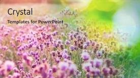  Presentation with light colors - Presentation having summer flowers meadow background and a yellow colored foreground