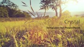  Presentation with summer flowers - 