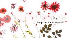  Presentation with summer flowers - Audience pleasing presentation design consisting of summer flowers backdrop and a sky blue colored foreground