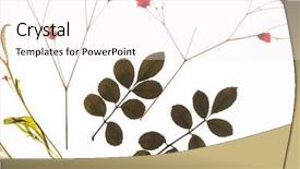  Presentation with summer flowers - Colorful slide set enhanced with abstract lightbulb on grey background backdrop and a tawny brown colored foreground