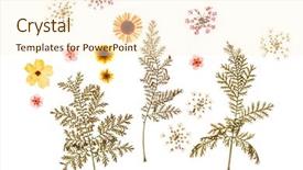  Presentation with summer flowers - Amazing theme having summer flowers backdrop and a cream colored foreground