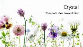  Presentation with summer flowers - PPT theme having summer flowers background and a white colored foreground