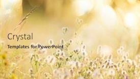  Presentation with flowery - Presentation theme enhanced with summer flowery meadow background and a blonde colored foreground