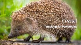  Presentation with forest beautiful spring nature - Presentation design having summer forest during dawn background and a violet colored foreground