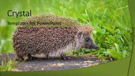  Presentation with forest beautiful spring nature - Audience pleasing presentation theme consisting of summer forest during dawn backdrop and a yellow colored foreground