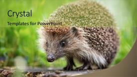  Presentation with forest beautiful spring nature - Presentation featuring summer forest during dawn background and a yellow colored foreground