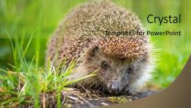  Presentation with forest beautiful spring nature - Cool new presentation design with summer forest during dawn backdrop and a yellow colored foreground