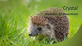  Presentation with spring nature grass - Presentation with summer forest during dawn background and a seafoam green colored foreground