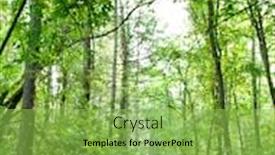  Presentation with pine forest - Slides consisting of summer-forest-landscape-a-birch background and a yellow colored foreground