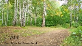  Presentation with pine forest - Audience pleasing theme consisting of summer-forest-landscape-a-birch backdrop and a coral colored foreground
