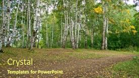  Presentation with pine forest - Beautiful slides featuring summer-forest-landscape-a-birch backdrop and a tawny brown colored foreground