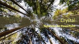  Presentation with summer trees - Presentation theme with summer-forest-landscape-in-worm background and a tawny brown colored foreground