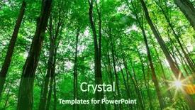  Presentation with summer trees - Slide deck enhanced with summer forest trees nature green wood sunlight backgrounds sky background and a forest green colored foreground